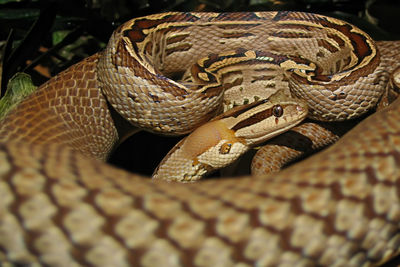 Close-up of snake