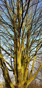 Low angle view of bare tree against sky