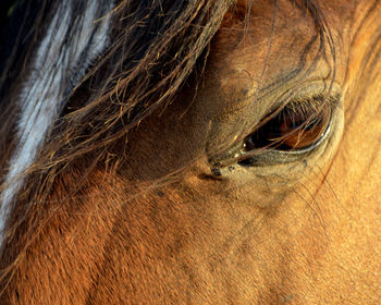 Close-up of horse