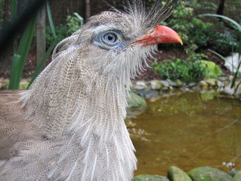 Portrait of a bird