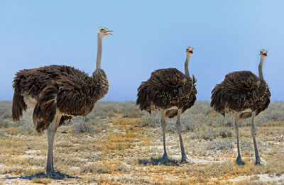 Ostriches on landscape against clear sky