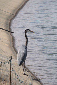 View of gray heron on lake