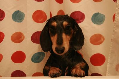 Close-up portrait of a dog at home