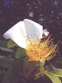 Close-up of flower blooming outdoors