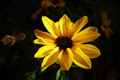 Close-up of yellow flower