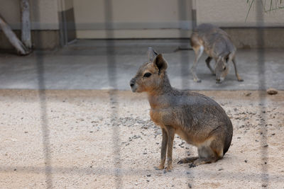 Animal standing in zoo