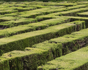 High angle view of grassy hedges of a labyrinth 