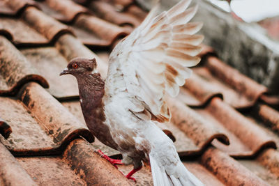 Close-up of pigeon