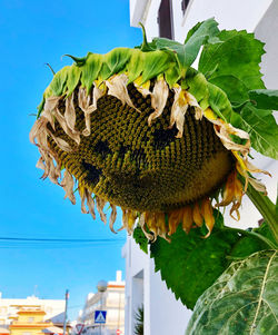 Close-up of plant against building