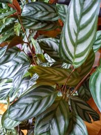 Full frame shot of fresh green leaves