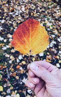 Close-up of hand holding maple leaves