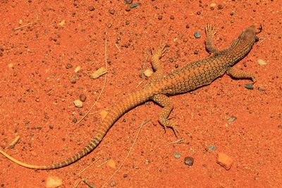 Close-up of lizard on sand