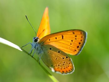 A warming up large copper butterfly