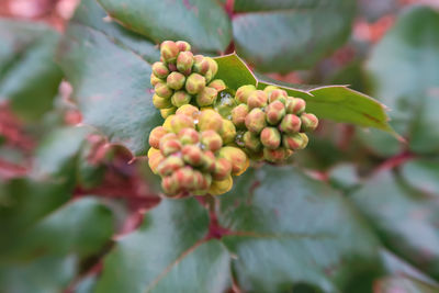 Close-up of berries growing on tree