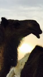 Close-up of horse on field against sky