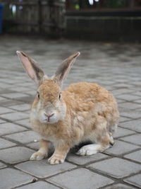 Cute brown rabbit kelinci looking at the camera