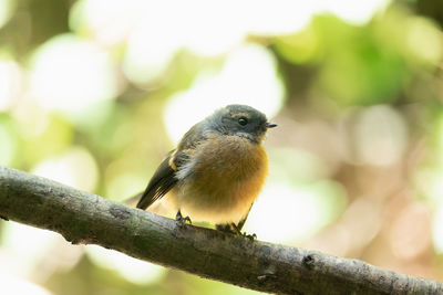 Fantail bird in the forest