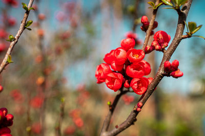 Close-up of red flowering plant