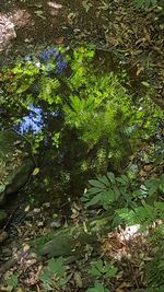 High angle view of flowering plants by trees in forest