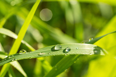 Close-up of water drops on blade of grass
