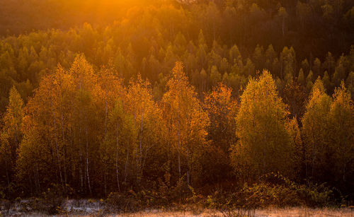 Trees growing in forest during autumn