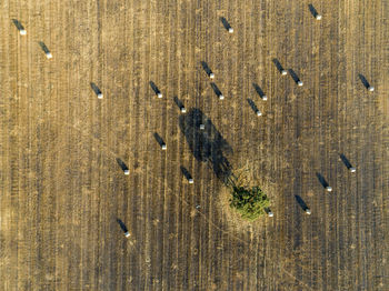 High angle view of insect on wood