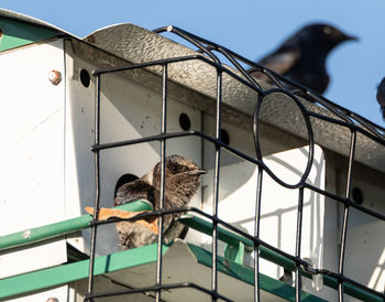 Female purple martin bird progne subis perches in a birdhouse in marco island, florida