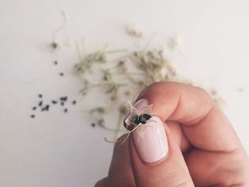 Close-up of hand holding insect