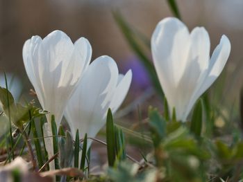 Close-up of white crocus flower
