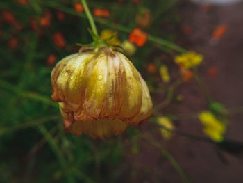 Close-up of lemon growing on field