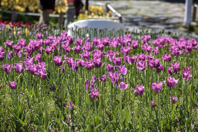 Purple flowers blooming in field