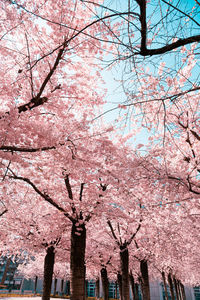 Low angle view of pink flowering tree against sky