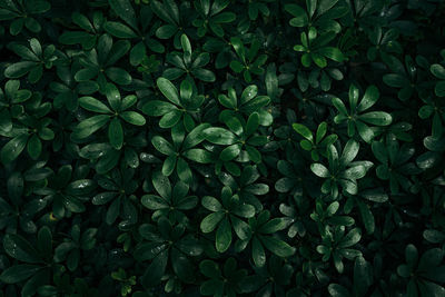 Full frame shot of wet leaves