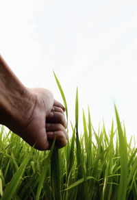 Close-up of hand holding plant on field against sky