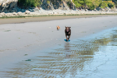 Portrait of dog running in lake