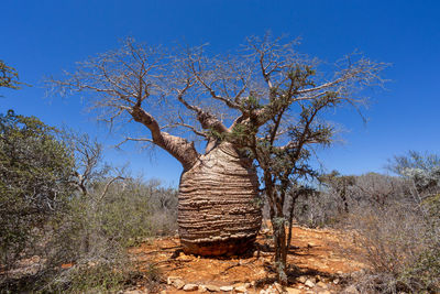 tree