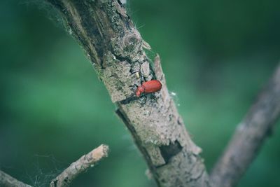 Close-up of ladybug on tree trunk