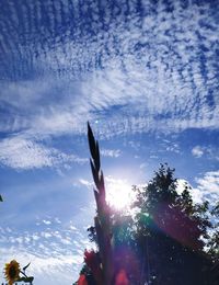 Low angle view of succulent plant against sky