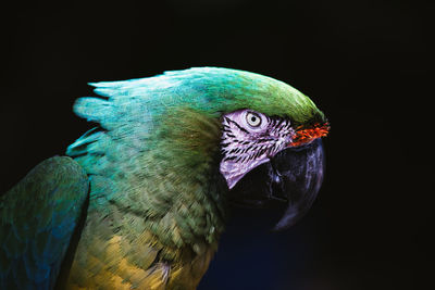 Close-up of parrot