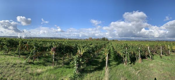 Scenic view of agricultural field against sky