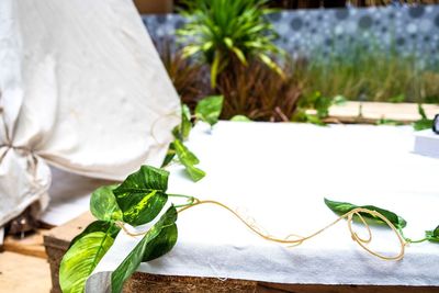 Close-up of ivy on table