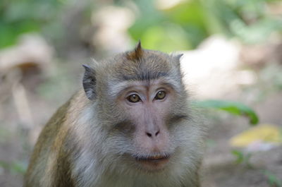 Close-up portrait of monkey