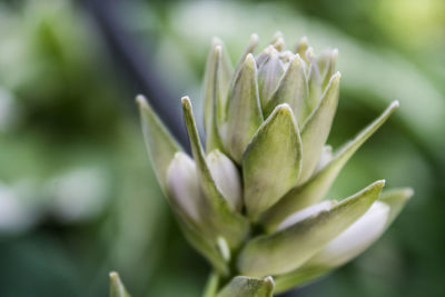 Close-up of plant