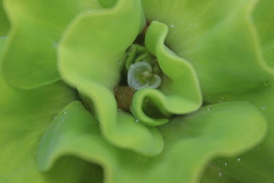 Full frame shot of wet green leaf