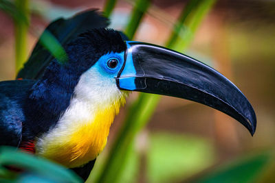 Close-up of a bird