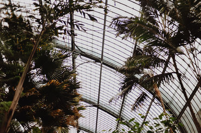 Low angle view of palm trees against sky