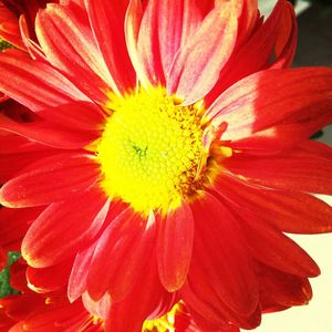 Close-up of red flower