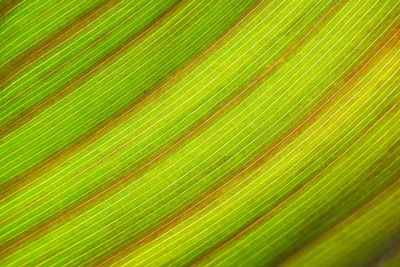 Full frame shot of green leaf