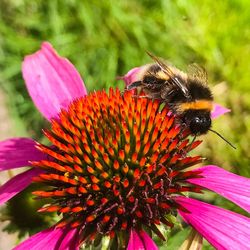 Close-up of bee pollinating on pink flower