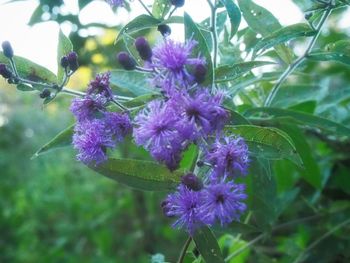 Close-up of purple flowers